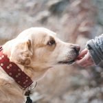dog-1861839_1280 dog-1861839_1280