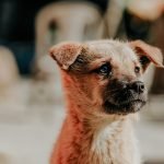 pexels-golden-jojo-2067447 pexels-golden-jojo-2067447